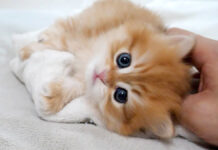 ハイテンションな子猫