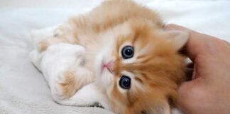 ハイテンションな子猫