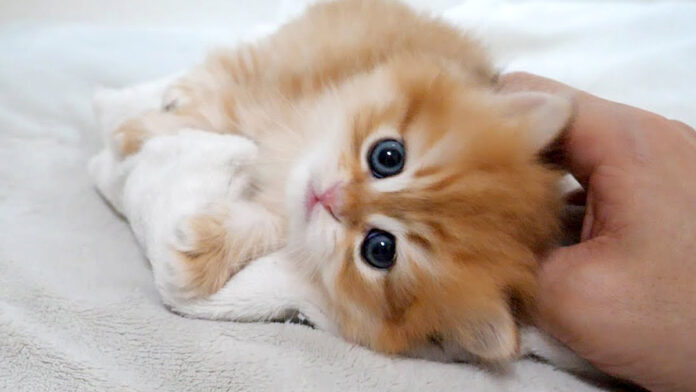 ハイテンションな子猫