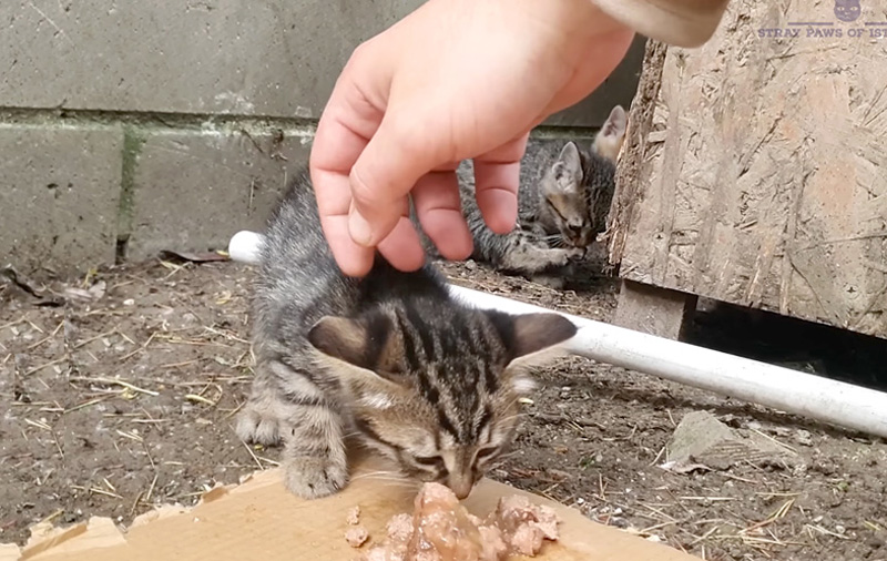撫でられる子猫