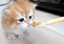 初めて離乳食に挑戦した子猫