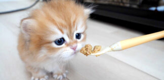 初めて離乳食に挑戦した子猫