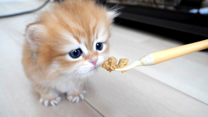 初めて離乳食に挑戦した子猫