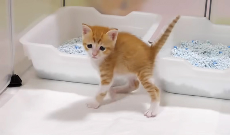 初めてやんのかステップを繰り出した子猫達