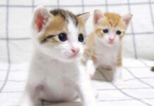 初めてやんのかステップを繰り出した子猫達