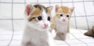 初めてやんのかステップを繰り出した子猫達