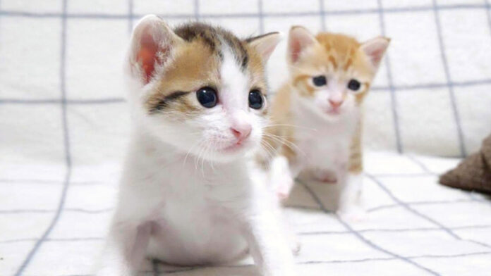 初めてやんのかステップを繰り出した子猫達