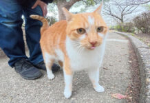 公園で出会った猫