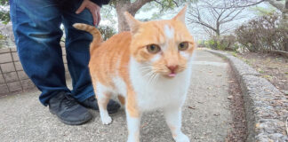 公園で出会った猫