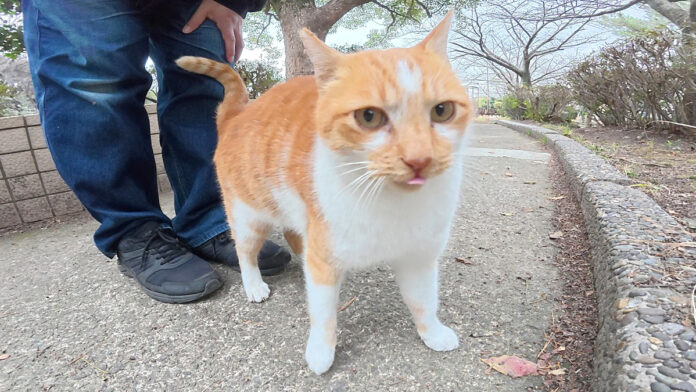 公園で出会った猫