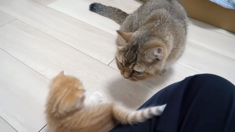 部屋探検する子猫