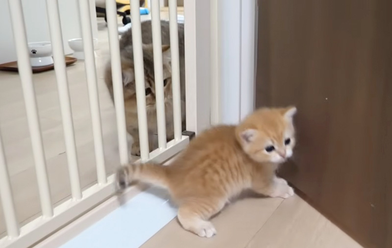 部屋探検する子猫
