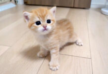 部屋探検する子猫