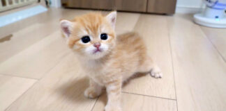 部屋探検する子猫