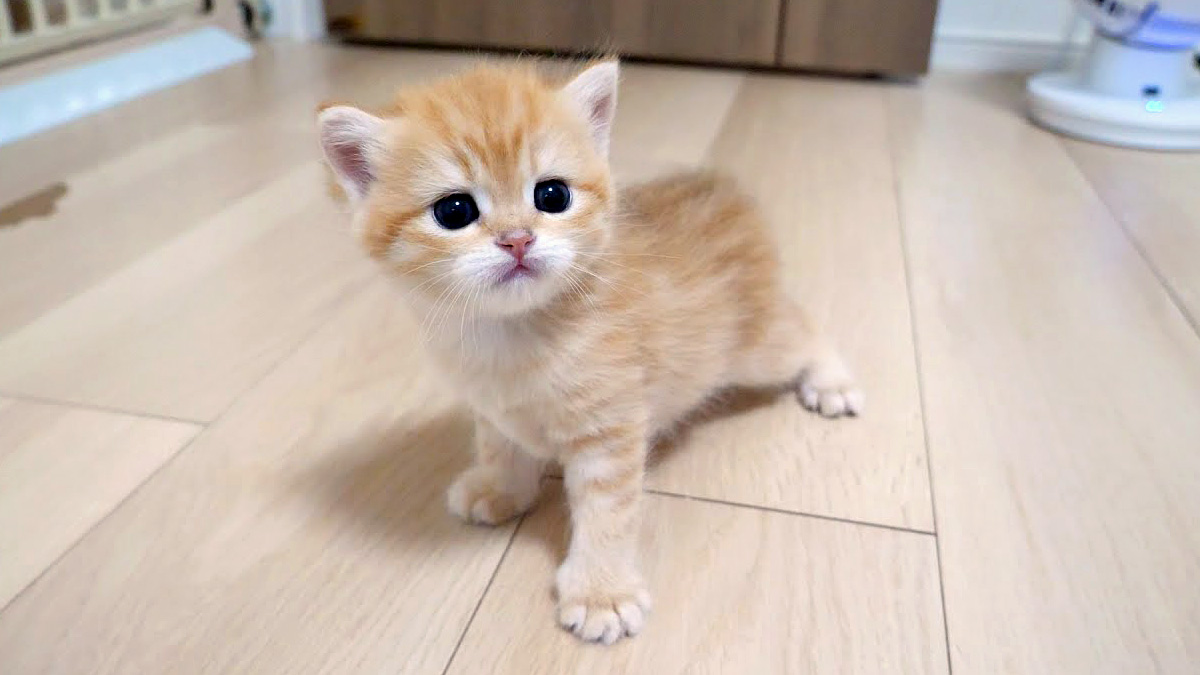 ねこママ ママ猫と兄猫に見守られながら、初めて部屋探検する子猫が可愛い