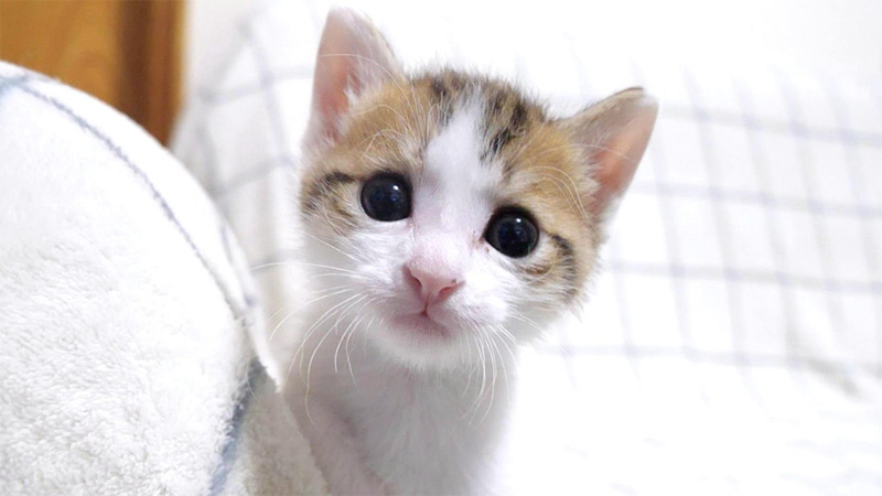 膝で遊びたい子猫