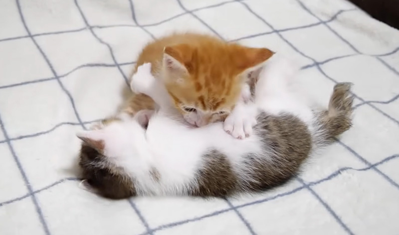 プロレスごっこする子猫達