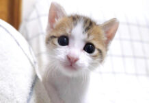 膝で遊びたい子猫