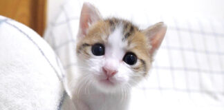 膝で遊びたい子猫