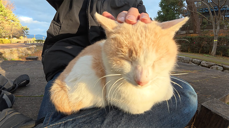 膝の上で撫でられる猫