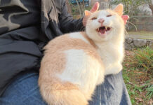 人間の膝の上で体を温めるミルクティー猫の可愛い姿にホッコリ (*´ェ`*)♡ 膝の上で撫でられる猫