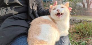 膝の上で撫でられる猫