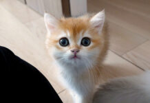 何度も膝に登ってくる子猫