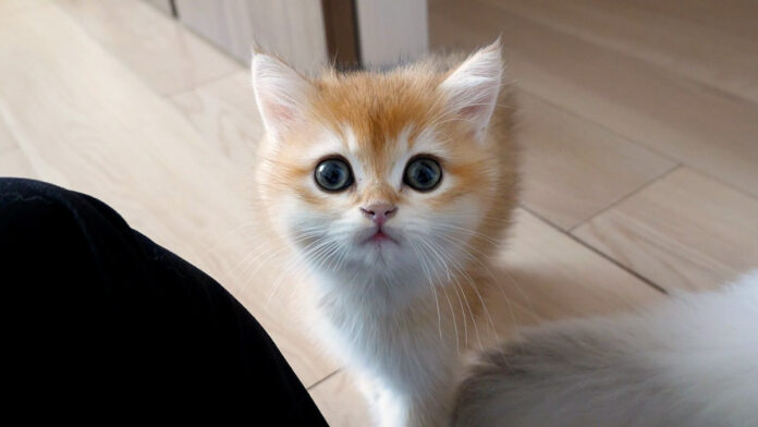 何度も膝に登ってくる子猫