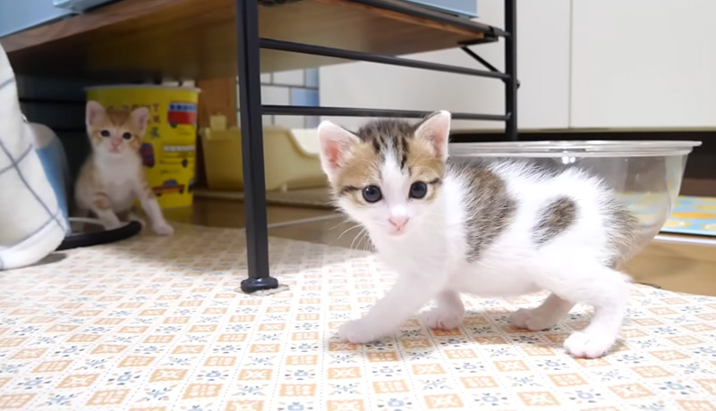 冒険する子猫達