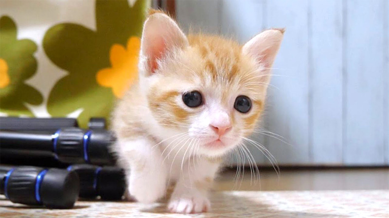 ほふく前進する子猫