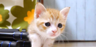 ほふく前進する子猫