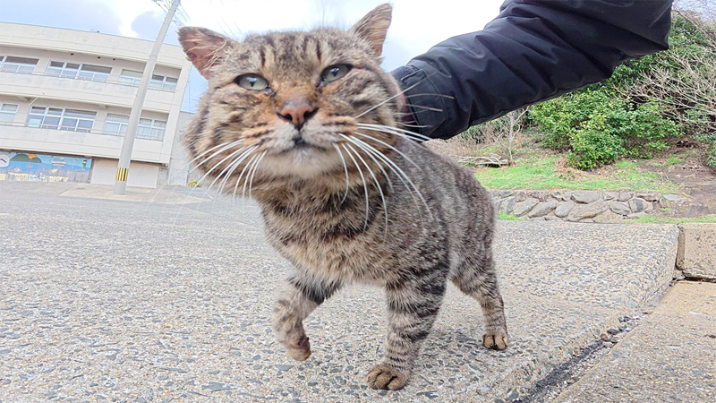 おにぎり顔の猫