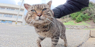 おにぎり顔のボス猫