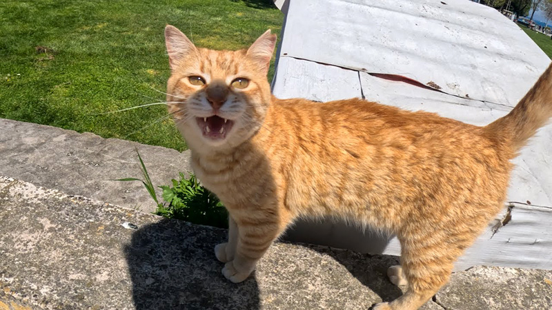 たくさん話しかけてくる猫