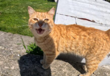 たくさん話しかけてくる猫