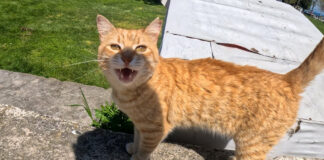 たくさん話しかけてくる猫