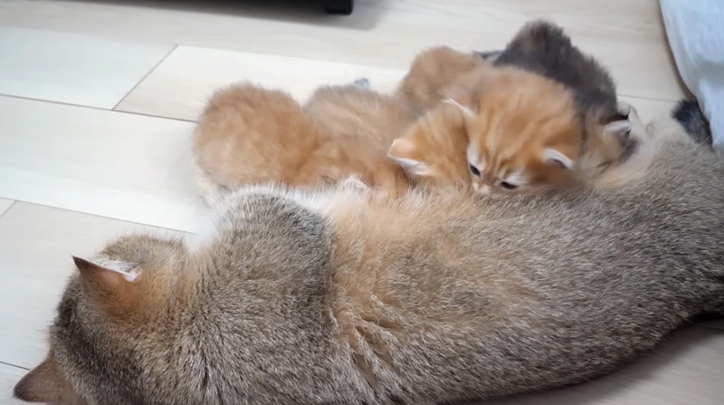 ミルクを飲む子猫達