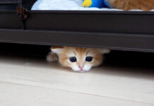 意外なところから登場する子猫