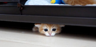 意外なところから登場する子猫