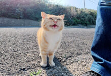 帰って欲しくない猫