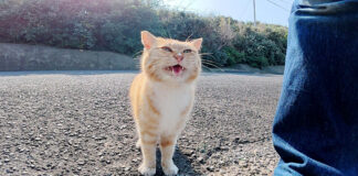 帰って欲しくない猫