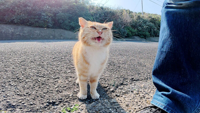 帰って欲しくない猫