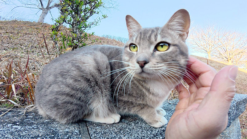 ナデナデ好きの猫