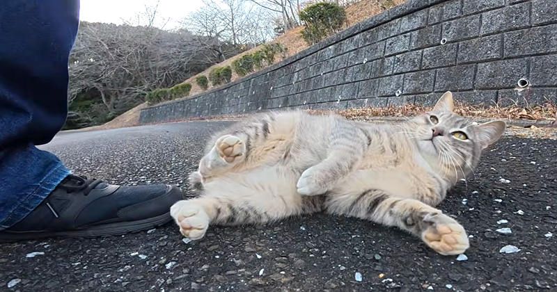 猛アピールする猫