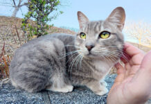 ナデナデ好きの猫