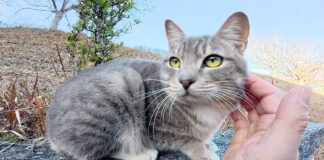 ナデナデ好きの猫