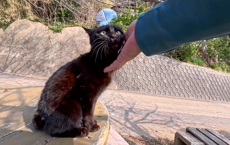 ナデナデされる猫