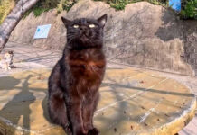 ナデナデされたい猫