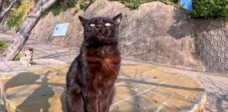 ナデナデされたい猫