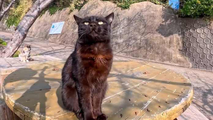 ナデナデされたい猫